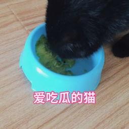 猫咪酱油吃瓜视频,猫咪吃瓜视频萌翻网友