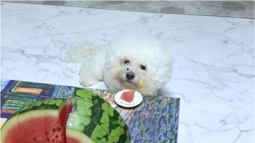 萌宠吃瓜菌,揭秘宠物界的趣味生活