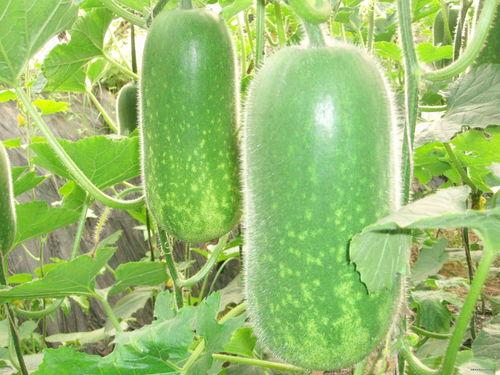 吃瓜吃到一个大瓜,真相令人震惊