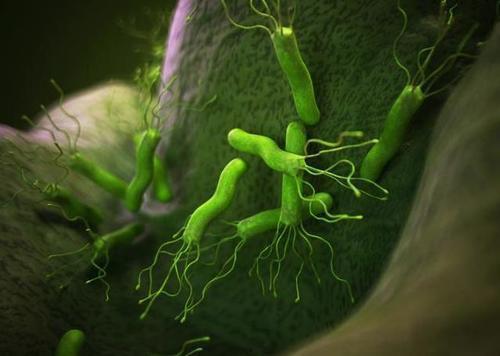 幽门螺杆菌 吃瓜