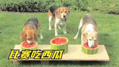 狗子也喜欢吃瓜,揭秘狗狗的“瓜果情缘”
