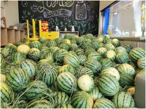 盛典吃瓜,吃瓜群众揭秘幕后精彩瞬间