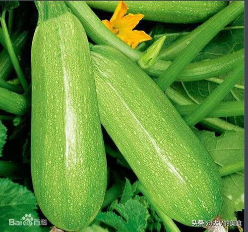 西葫芦瓜老了还可以吃吗,还能安全食用吗？揭秘食用指南