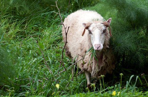 羊吃老瓜头,老瓜头下的田园牧歌