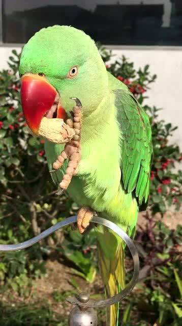 鹦鹉喜欢吃花生瓜,花生瓜成其心头好