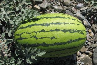 挖个洞吃的瓜,揭秘“挖个洞吃瓜”的独特魅力