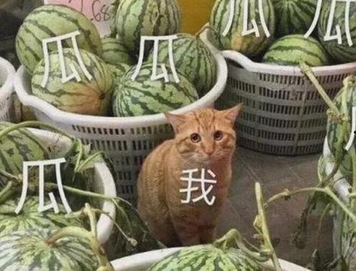 春日吃瓜群众,吃瓜群众欢乐多