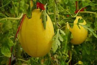 cc吃瓜群,网络社交新现象背后的故事