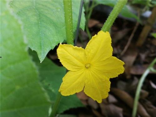 吃瓜赏花的好处