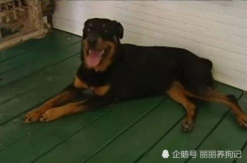 车祸现场吃瓜狗狗视频,这瓜太香了！