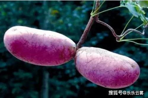 八月瓜多久吃,从采摘到美味，只需等待多久？