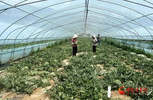 礼县吃瓜群众,揭秘当地民俗风情与生活百态