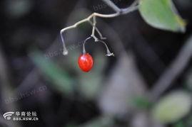 踏雪吃瓜,冬日里的温馨时光