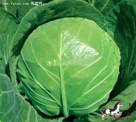 德城区吃瓜,品味夏日甜蜜时光