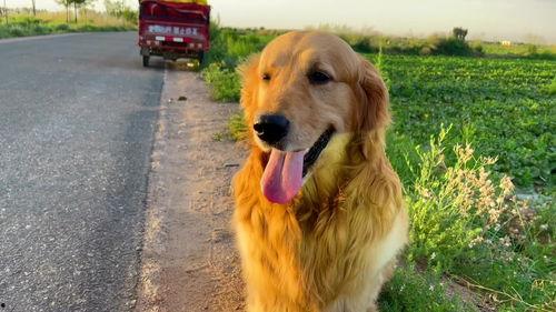 狗狗吃蜜瓜趣事,上演欢乐闹剧