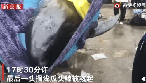 瓜头鲸被虎鲸吃,海洋生态链中的残酷一幕