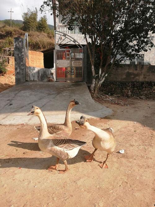 老鹅吃瓜吗,揭秘鹅界吃瓜达人