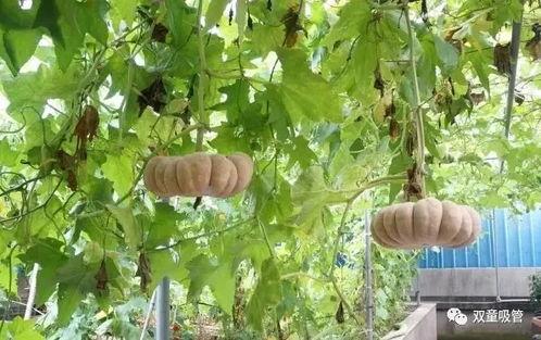 吃瓜落怎么读,揭秘网络热词背后的趣味与智慧