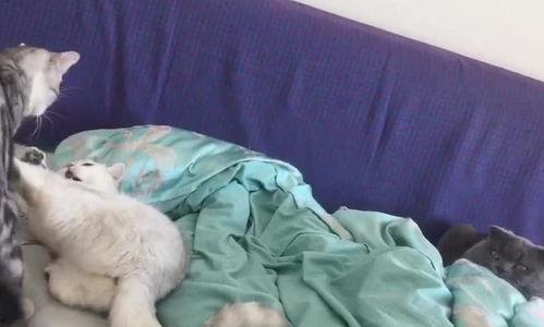 看热闹的吃瓜喵,揭秘娱乐圈的热闹事件