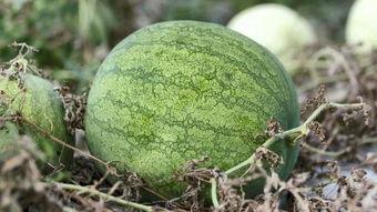 兰州大学土木吃瓜,吃瓜群众眼中的校园风采