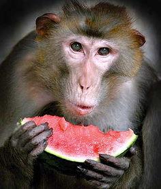 大圣疯狂吃瓜,揭秘瓜界风云录