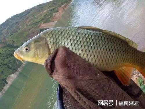 鲤鱼吃太多瓜放屁,揭秘鱼儿消化之谜