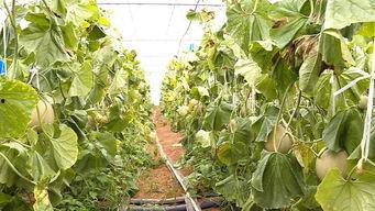 吃网纹瓜群众图片,群众共享甜蜜时光