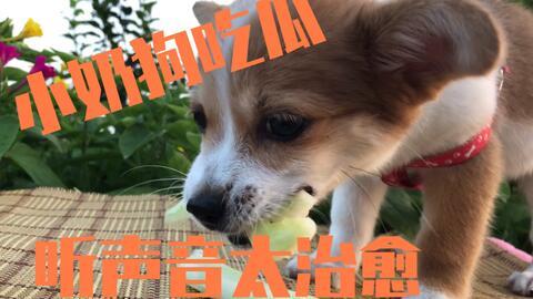 吃瓜狗图片大全,萌宠界的欢乐时光