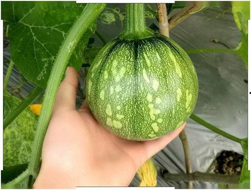 江西科技吃瓜视频