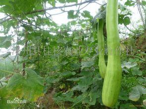 怎么吃砍瓜最好吃