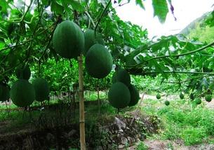 湘西吊瓜怎么吃,解锁美味新体验